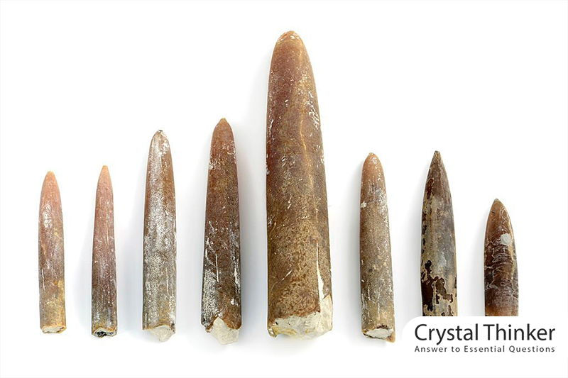Belemnite Fossil in different sizes